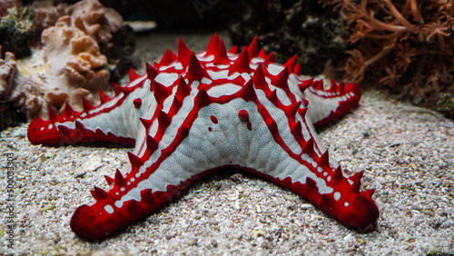 Red-knobbed Sea Star (Protoreaster lincki), photo