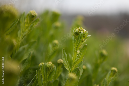 Close-up shot of Pennycress growing in the field in a blurry background. photo
