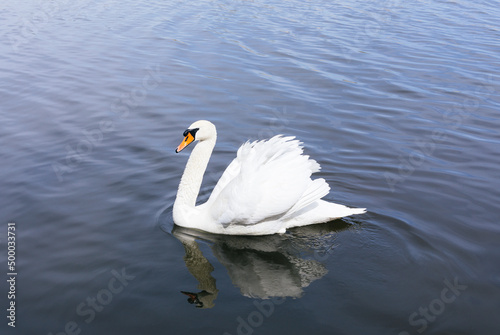 Fototapeta Naklejka Na Ścianę i Meble -  Close-Up Of Swan Swimming In Lake