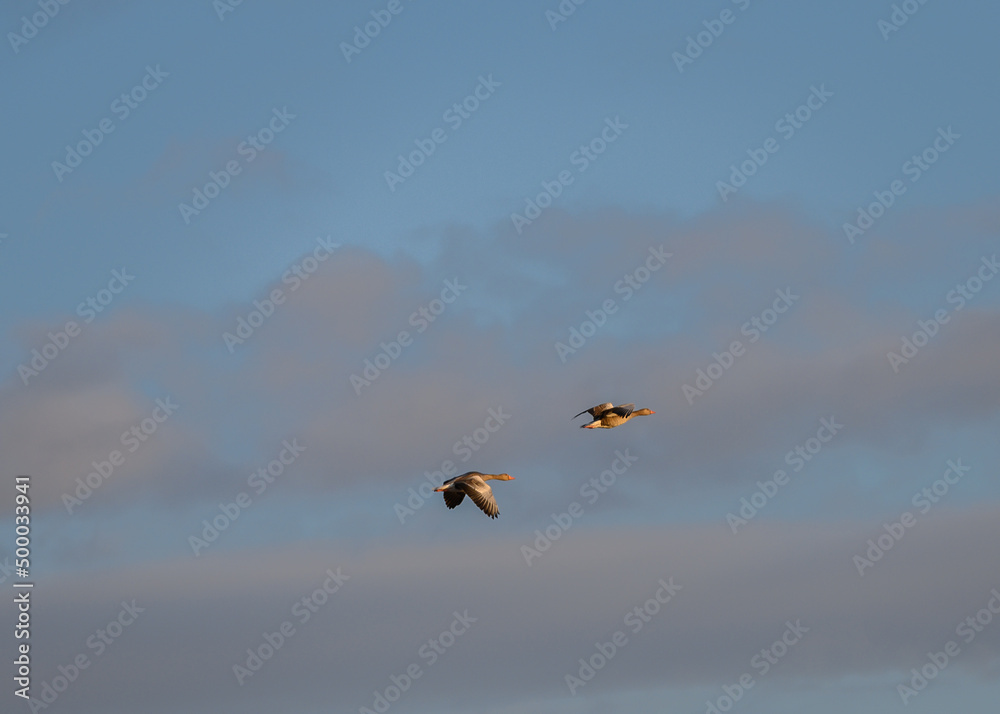 mazing Greylag Goose Anser anser is a water bird of the order Anseriformes. In flight at sunrise. mazing Greylag Goose Anser anser is a water bird of the order Anseriformes. In flight at sunrise.