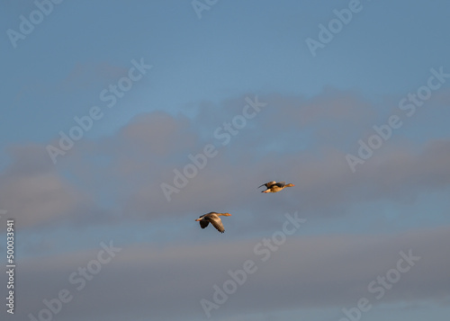 Obraz na płótnie mazing Greylag Goose Anser anser is a water bird of the order Anseriformes. In flight at sunrise. w salonie