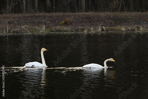 Obraz na płótnie Amazing Cygnus cygnus pair of swans flying, communicating with sounds.Very large water bird of the order Anseriformes, genus Cygnus.A beautiful, graceful water bird breeding in Lithuania. Song Swans. w salonie