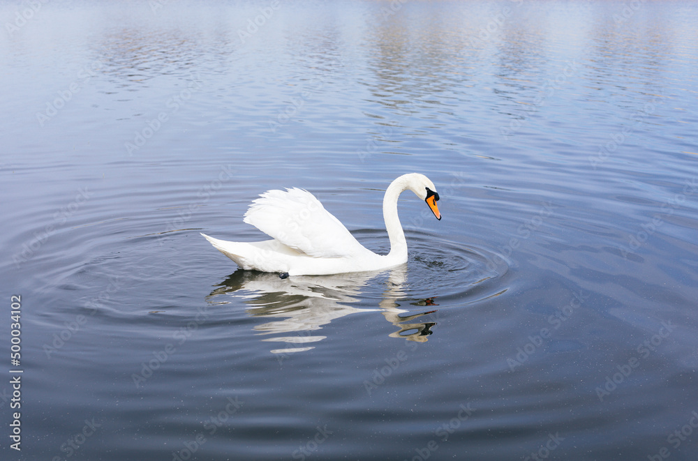 Fototapeta premium Artistic swan floating on the water at dawn of the day