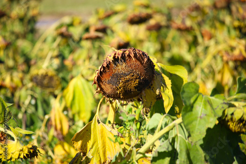 A close-up of an overripe sunflower stands in a field and has not been harvested. photo