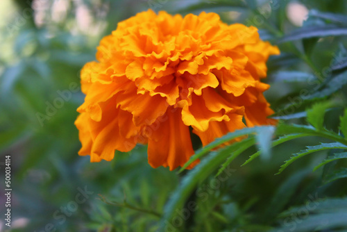 Closeup of orange marigold flower photo