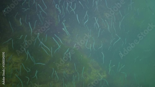 Mediterranean sand eel (Gymnammodytes cicerelus), large flock of small fish above the seabed in the Black Sea, Ukraine photo