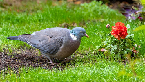 Wood pigeon, turtledove 
