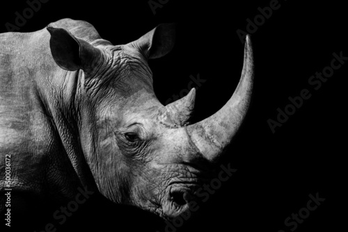 Canvas Print Grayscale shot of an African Rhino on a black background