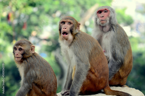 Closeup portrait of a beautiful Rhesus macaque family photo