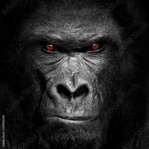 Fotografia Black gorilla face with red vicious eyes