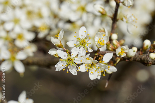 a closeup on the brilliant white blossoming blackthorn, Prunus spinosa, flowers in the field - mibu photo