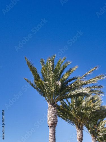 Vertical shot of tall palm trees against a bright clear blue sky photo