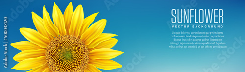 Beautiful yellow Sunflower on blue background  - vector 