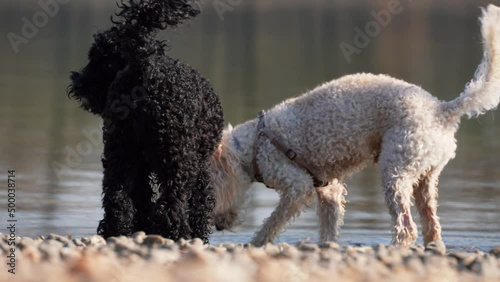 cute dogs toy poodles black female and white male next to the water are playing