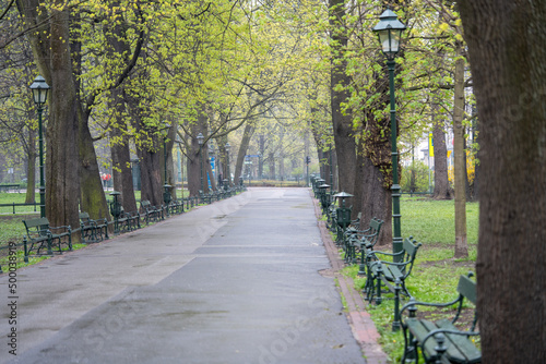 spring avenue in the park after rain