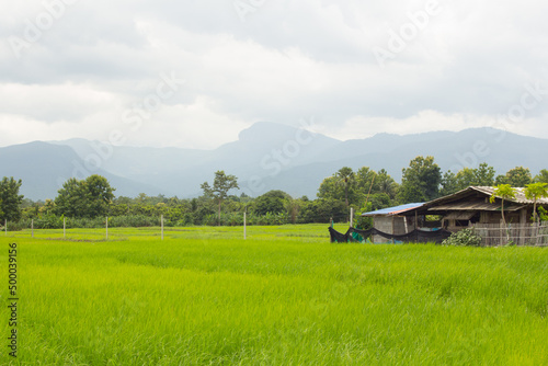 green rice field with doi hua sie, chomthong Chiangmai photo