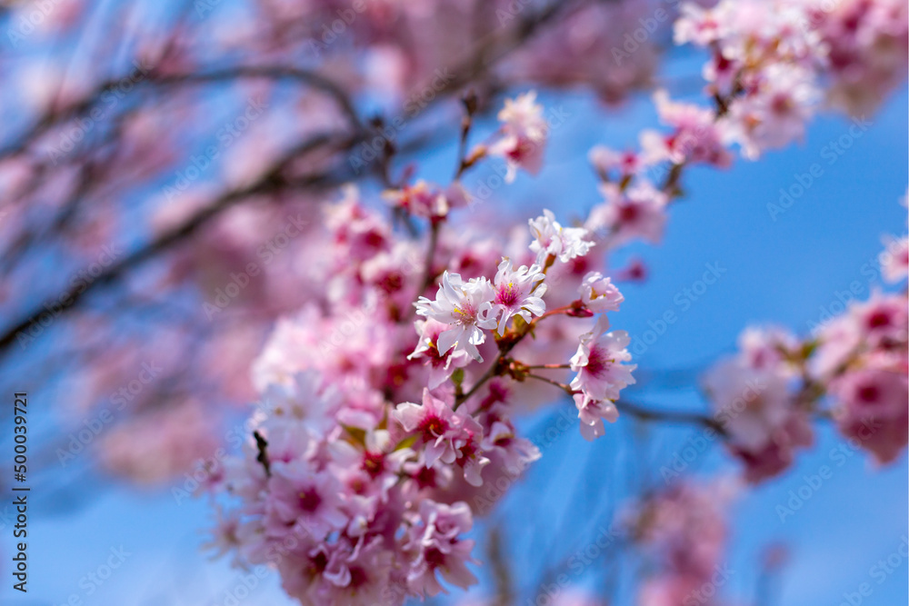 Obraz premium 八重桜