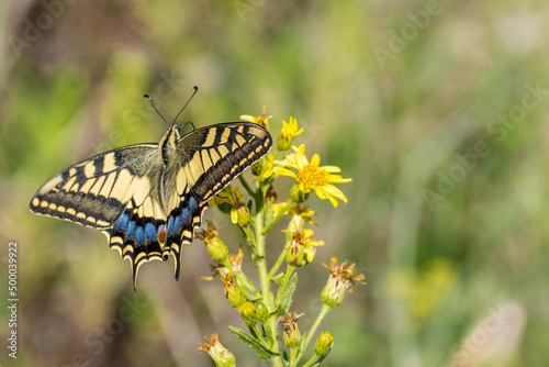 Macro shot of a Maltese Swallowtail Butterfly, Papilio machaon melitensis, feeding on yellow flowers photo