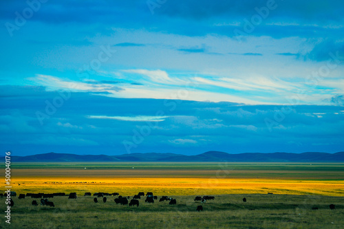 Summer day at the plains of Ruoergai in China with animals grazing the grass under the blue sky photo