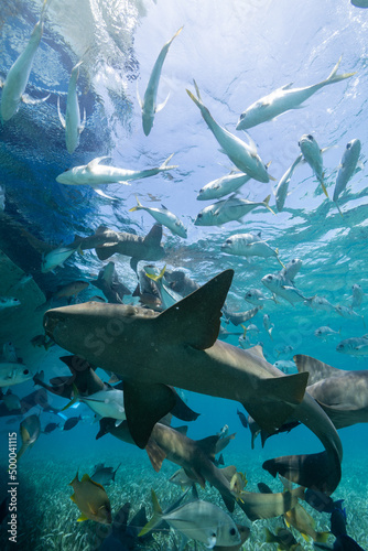 Photography Closeup shot of gray reef shark