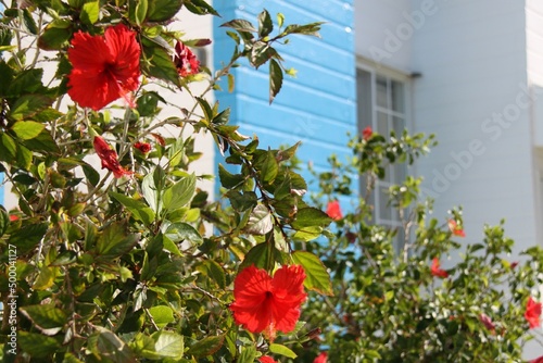 hibiscus in the garden