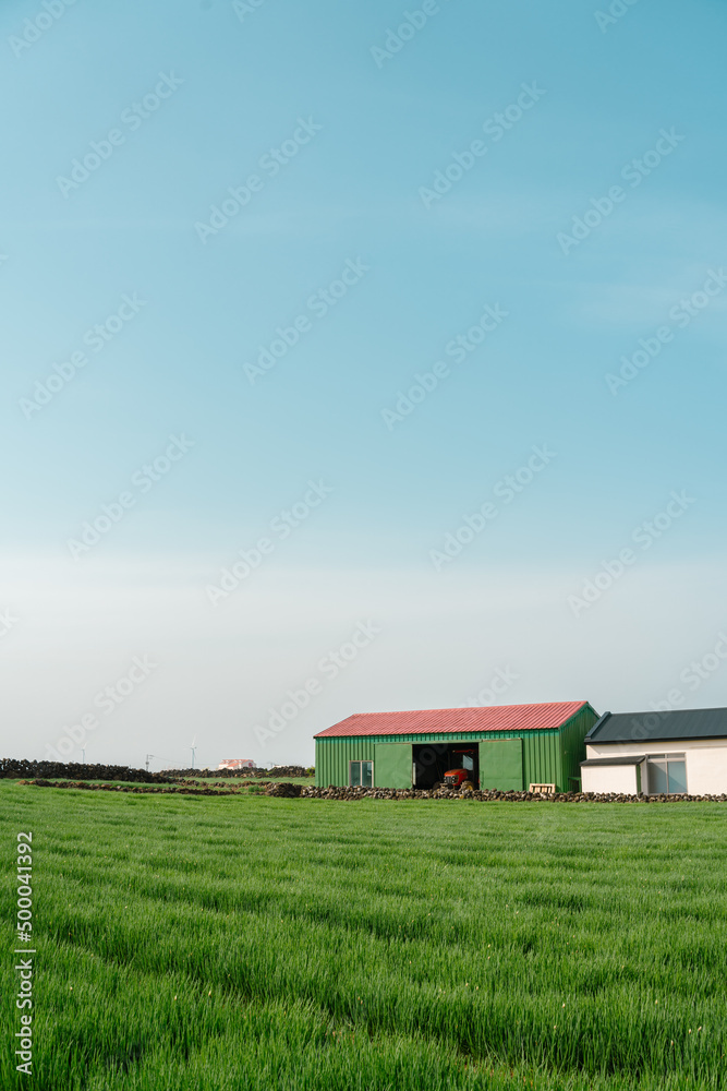 Rural green field farmland, Jeju Olle Trail route 20 in Jeju island, Korea