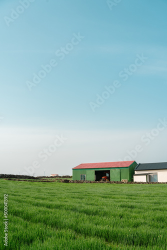 Obraz na płótnie Rural green field farmland, Jeju Olle Trail route 20 in Jeju island, Korea w salonie