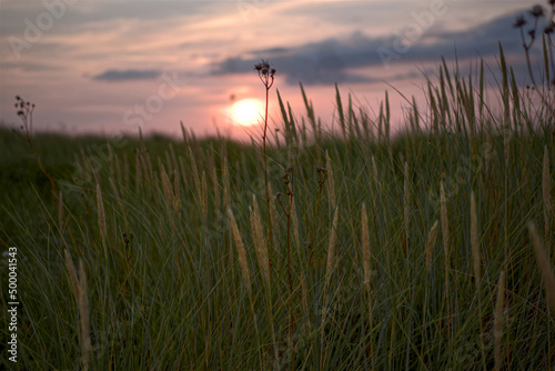 Unsharp Sunset with sharp Grassy Meadow in Foreground (ID: 500041543)