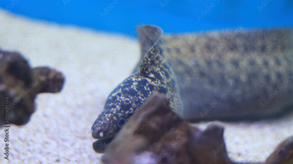 Moray Eel fish aquarium fish