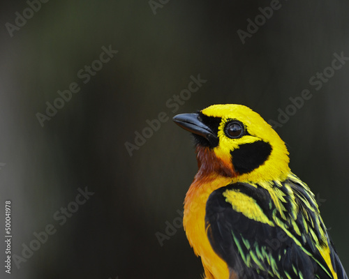 Golden tanager photo