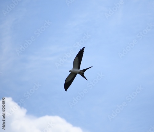 Swallow-tailed kite © emerson