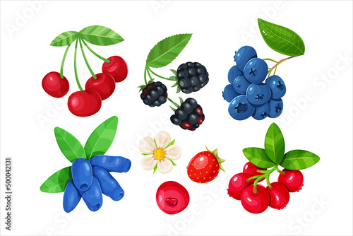 A set of various juicy berries isolated on a white background. Cherries, blackberries, blueberries, honeysuckle, strawberries and cranberry.
