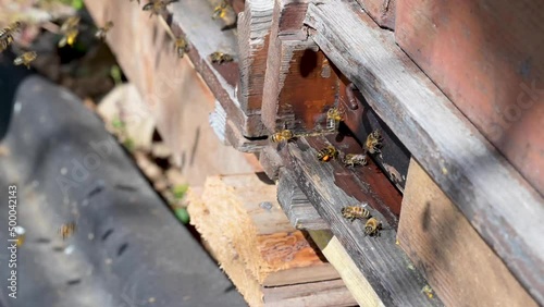 Details von Bienenschwarm, fliegt an sonnigem, warmen Tagen zu mehrere Bienenstock.
 photo