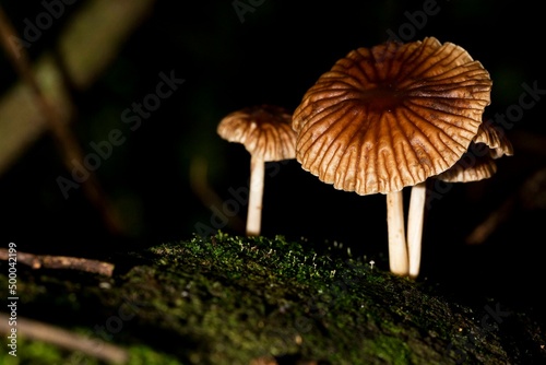 Cogumelos ‘mágicos’ podem ajudar a combater depressão. photo