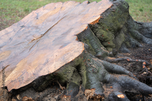felled tree, tree rings, trunk and branches