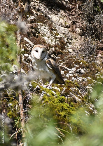 Barn owl in the forest 