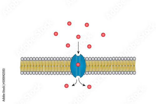 Channel protein for molecule transport photo