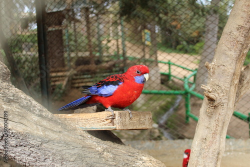 red and yellow macaw