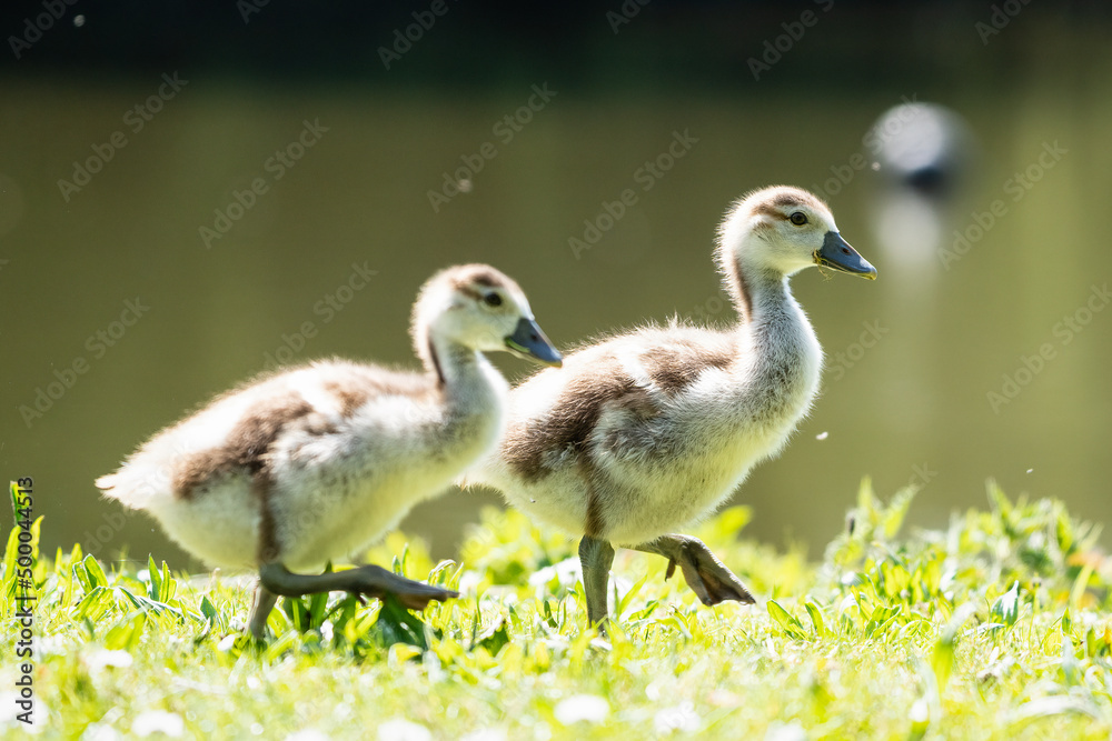 Zwei Nilgans-Küken laufen nebeneinander über eine grüne Wiese Zwei Nilgans-Küken laufen nebeneinander über eine grüne Wiese