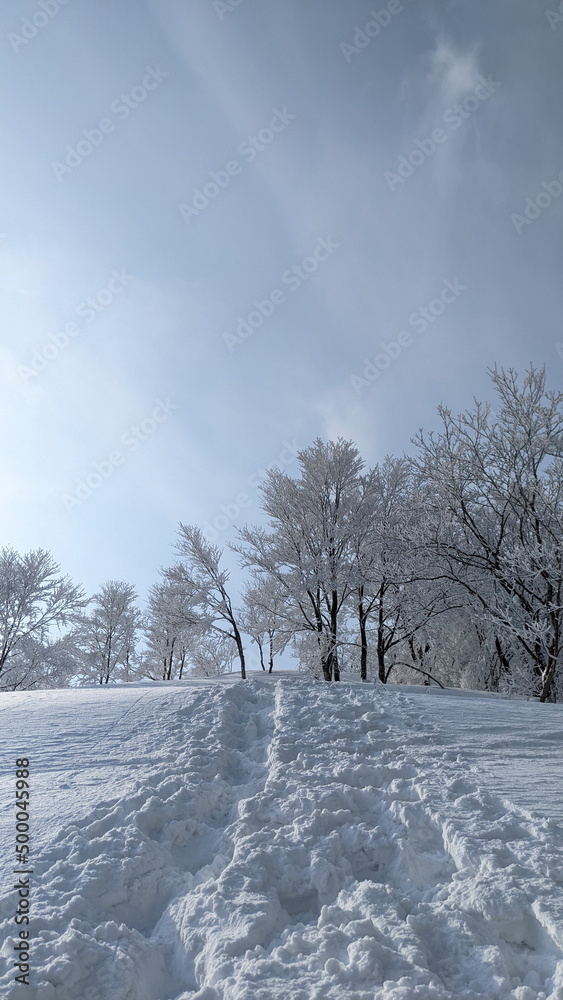 Fototapeta premium snow covered trees