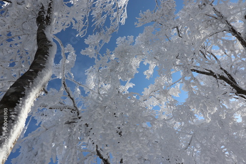 tree in the snow