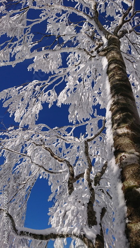 snow covered trees