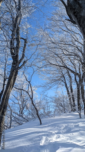 snow covered trees