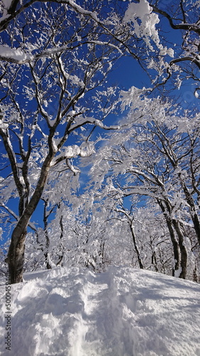 snow covered trees