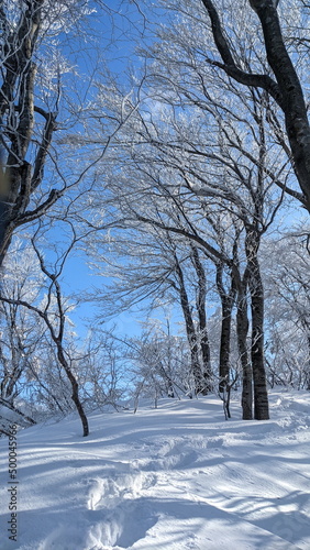 snow covered trees