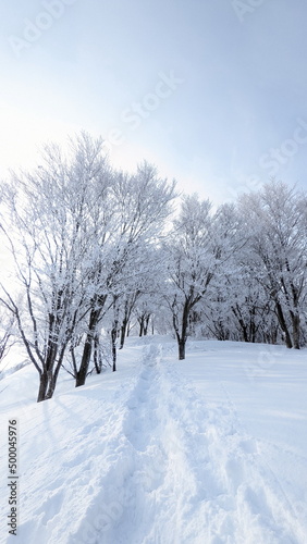 snow covered trees © five senses