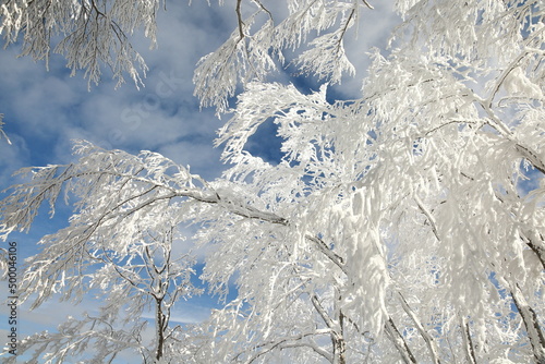 snow covered trees