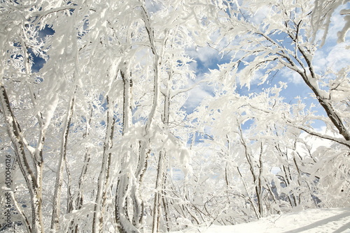 snow covered trees