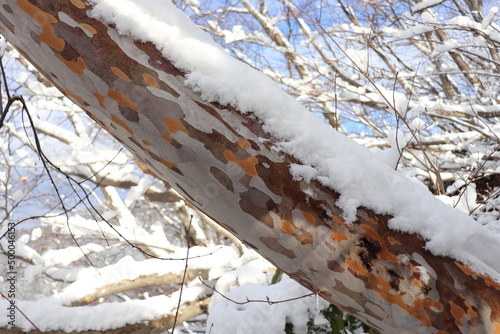snow covered tree