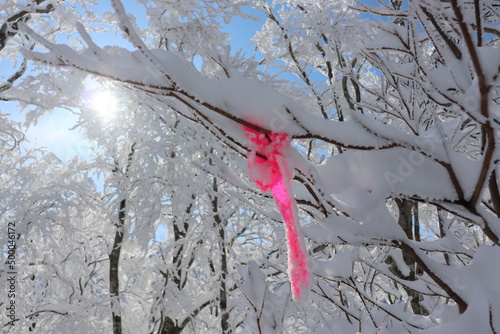 Pink ribbon in the snow